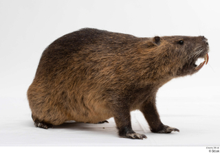 Nutria whole body 0007.jpg